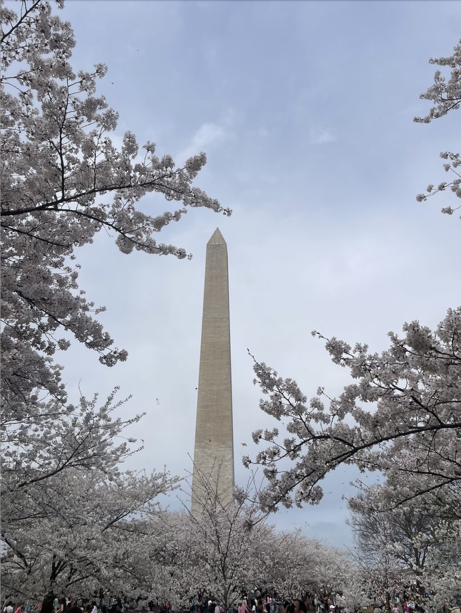 The Washington Monument at the Cherry Blossom Festival in Washington DC.